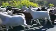 Kozy uciekajace z Niemiec oraz Austrii