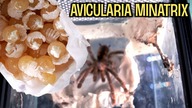 Odbieram GIGA KOKON Avicularia minatrix 