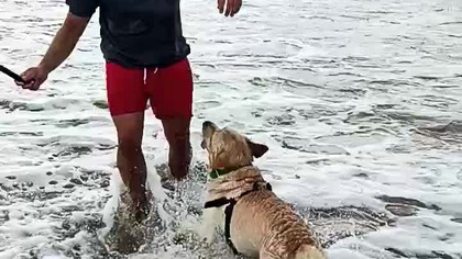 Morski Pies Rubik rzuca się w fale Bałtyku!