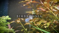 Bimbrownia 2 tygodnie później