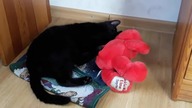 Elmo i jego kot.