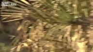 Leopard zagryz malpe ale      