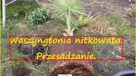 #209.  Palma waszyngtonia nitkowata.  Cz . 3 przesadzanie.  Wiosna 2017.
