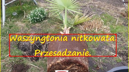#209.  Palma waszyngtonia nitkowata.  Cz . 3 przesadzanie.  Wiosna 2017.