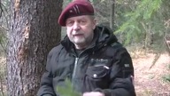Świerk pospolity zastosowanie i właściwości.