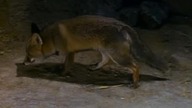 The New World of Zorro (1990) S01E09 "Narodziny legendy, część druga"
