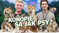 DLACZEGO KONOPIE SĄ JAK PSY? | MACIEJ KOWALSKI