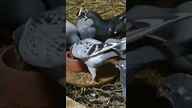 Kiełki owsa, moc witamin i minerałów