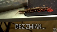 A skolopendry jak zwykle...   Nowe zbiorniki dla Scolopendra cingulata oraz subspinipes