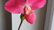 Phragmipedium Fritz Shomburg