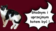 Głodnym i uprzejmym kotem być.