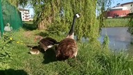wild geese with nestlings