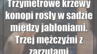 Trzymetrowe krzewy konopi rosły w sadzie między jabłoniami.  Trzej mężczyźni z zarzutami
