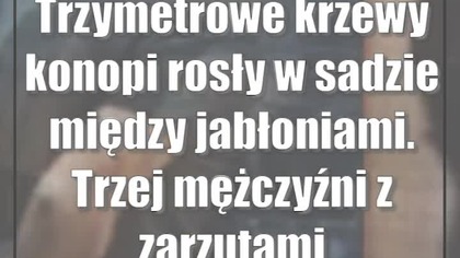 Trzymetrowe krzewy konopi rosły w sadzie między jabłoniami.  Trzej mężczyźni z zarzutami