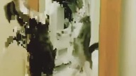 cat dance before the mirror