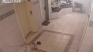 Miał pies szczęście
