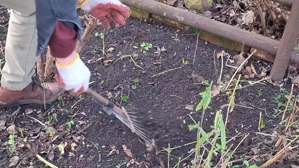 Rabata kwiatowa w grudniu i nowy królik kalifornijski* 21 grudzień 2024