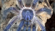 Samiec Monocentropus balfouri na pokładzie! + karmienie SKAKUNA