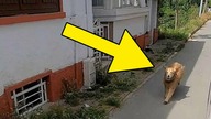 PIES BIEGŁ ZA KARETKĄ BEZ PRZERWY, powód jest WZRUSZAJĄCY...