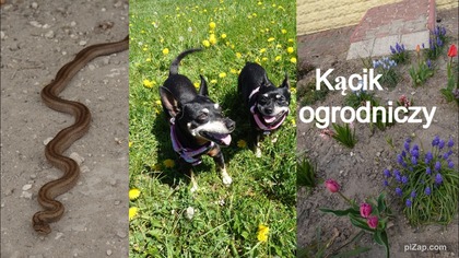 Spotkałyśmy węża na drodze 