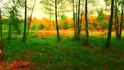 ZRELAKSUJ SIĘ Z ŚPIEWEM JESIENNYCH LASÓW PTASICH ODGŁOSY NATURY 4K - Idealne do spania, nauki i skupienia