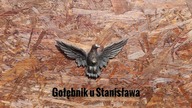 Gołębnik ukończony !