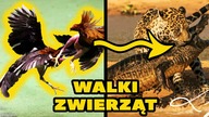 10 RÓŻNYCH RODZAJÓW WALK ZWIERZĄT