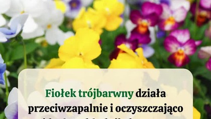  Domowy tonik do twarzy z fiołkiem trójbarwnym