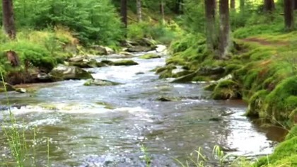 #relax #forest #meditation