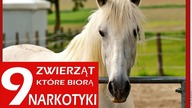 9 ZWIERZĄT, KTÓRE BIORĄ NARKOTYKI !