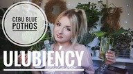 ULUBIEŃCY ROŚLINNI - Pothos Cebu Blue i przydatne gadżety