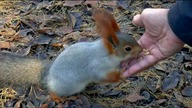 siberia, squirrel, feeding
