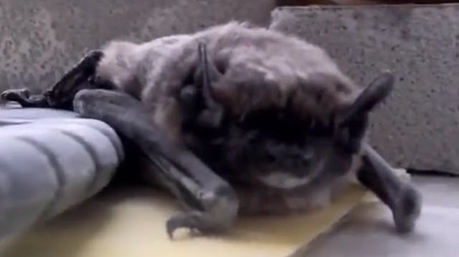 Nietoperz wampir zrobił kupe na parapet i zaatakował kolegę - The bat shit and attacked a mate