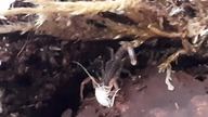 Janalychas tricarinatus je karaczana  Janalychas tricarinatus eating a roach 