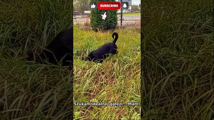 Znalazła NAJWIĘKSZĄ gałąź w ogrodzie! 