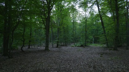 Forest Sounds at Night | Hooting Owls & Chirping Crickets for Deep Sleep (ASMR)