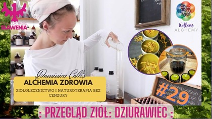 Alchemia Zdrowia - ziołolecznictwo i naturoterapia bez cenzury: #29 Przegląd ziół: Dziurawiec. 