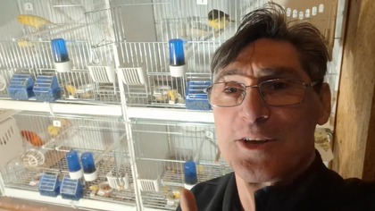 Kanarki - szalony eksperyment, pootwierałem klatki * 22. 03. 2026 #canary