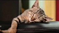 cat, sleep, animal
