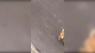 Pies to najlepszy przyjaciel człowieka