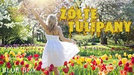 BLUE BOX - Żółte tulipany (z rep.  IMPERIUM) Disco Polo 2023