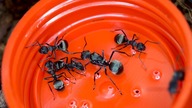 Polyrhachis dives - nadrzewne mrówki TKACZKI  + ZIMOWANIE moich koloni