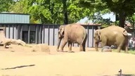 The Elephant and sand #shorts