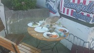 Mewa wyjada frytki i rybe ze stołu