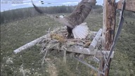 Bielik upolował trzy PISKLĘTA