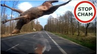 Uwaga! Zwierzęta na drodze [Nie dla wrażliwych +18]