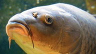 Nocka wędzarka i karp z nowej wody Lipie 2 - wędkarstwo gruntowe