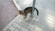 Osiedlowy Tiger chyba w kiepskim nastroju Theatrum Illuminatum