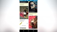 Rasowy piesek za darmo z OLX - oszustwo