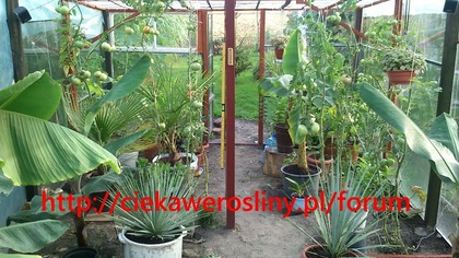 17    Ogródek a w nim , palmy , bananowce , juki , paulownie itd .  30 sierpień 2013 Część 1
